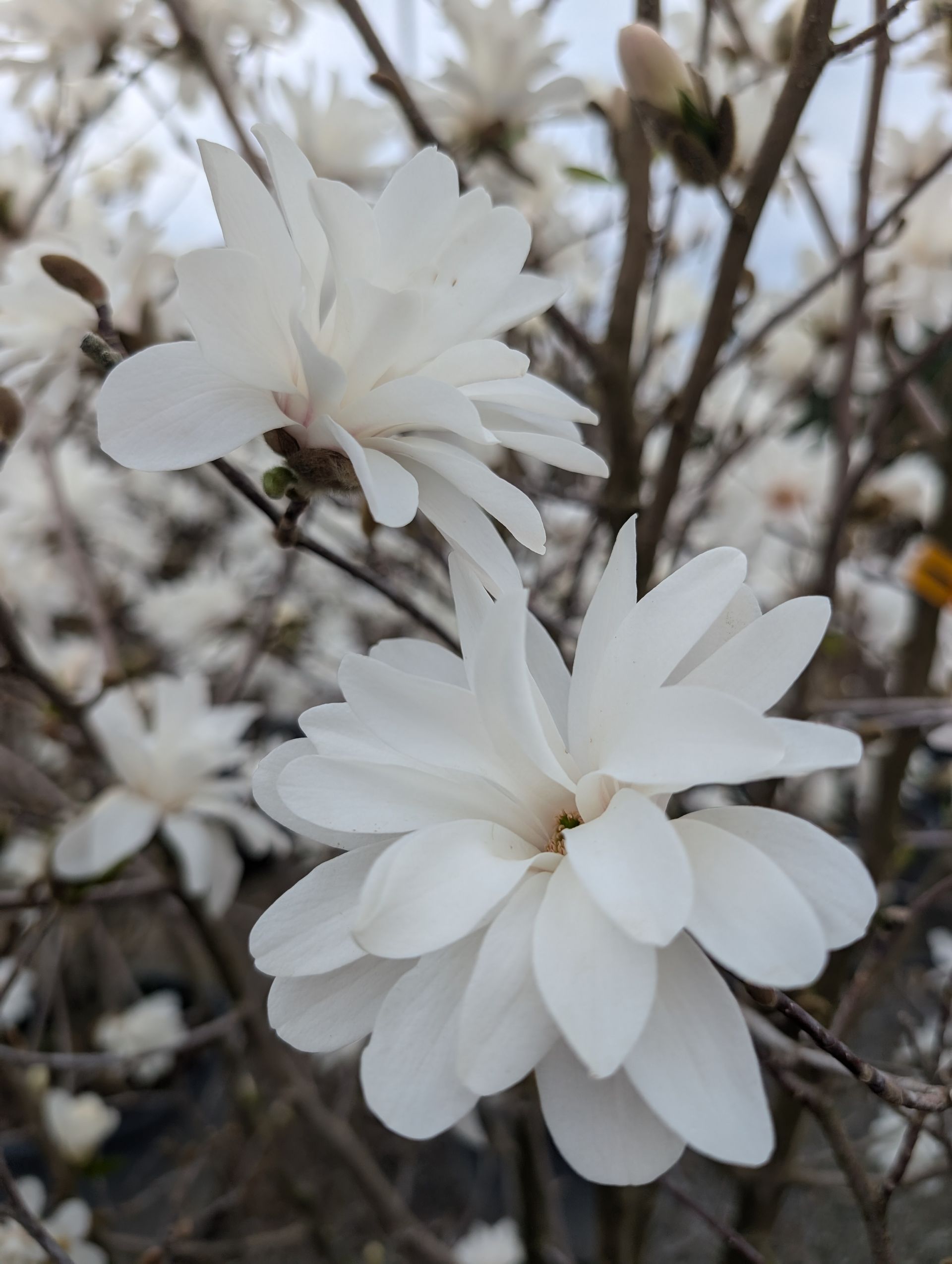 Dr. Merrill Magnolia